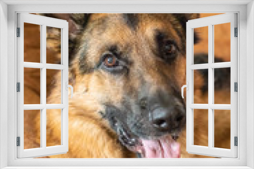 Fototapeta Naklejka Na Ścianę Okno 3D - Portrait of a German Shepherd dog at home