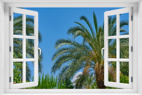 Fototapeta Naklejka Na Ścianę Okno 3D - Palm trees against blue sky. 
