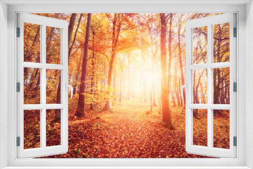 Fototapeta Naklejka Na Ścianę Okno 3D - Lichtstimmung im Herbstwald - Indian summer