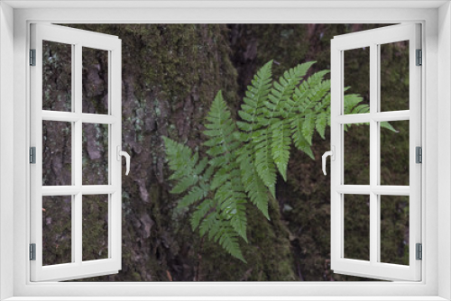 Fototapeta Naklejka Na Ścianę Okno 3D -  Branch of a Fern Growing From Tree Bark in a Shady Forest