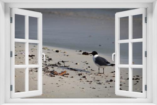 Fototapeta Naklejka Na Ścianę Okno 3D - Cute Black and White Bird on Beach