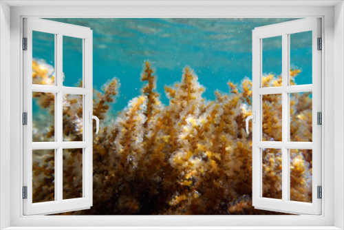 Fototapeta Naklejka Na Ścianę Okno 3D - coral reef closeup