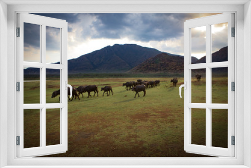 Fototapeta Naklejka Na Ścianę Okno 3D - some water buffaloes are walking  on a lawn late in the afternoon with mountains in the background§