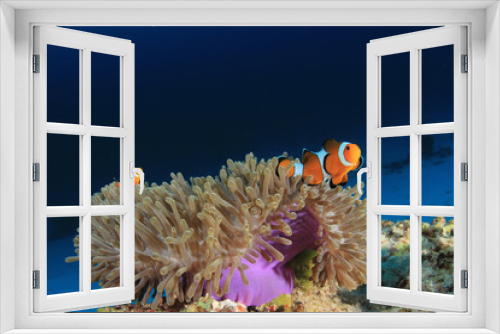 Fototapeta Naklejka Na Ścianę Okno 3D - Clown Anemonefish (Clownfish) fish 