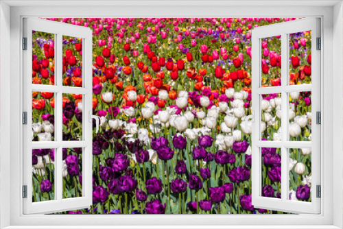 Fototapeta Naklejka Na Ścianę Okno 3D - Tulip colour explosion