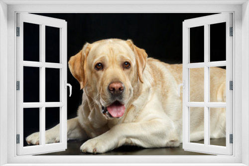 Fototapeta Naklejka Na Ścianę Okno 3D - Labrador retriever Dog on Isolated Black Background in studio