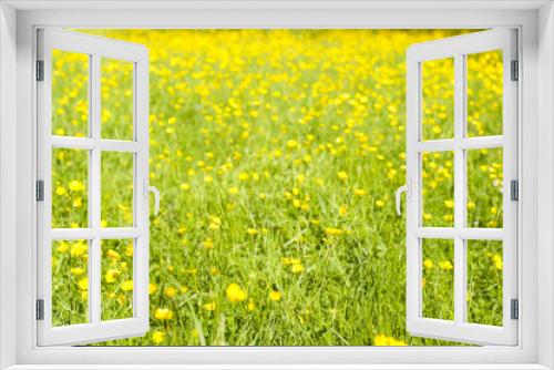 Fototapeta Naklejka Na Ścianę Okno 3D - Blooming lawn with tiny yellow flowers