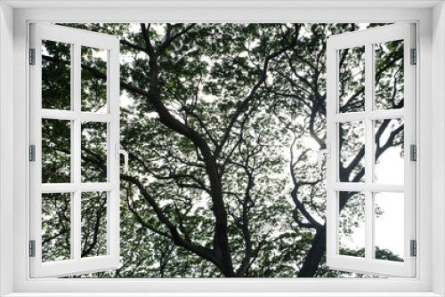 Fototapeta Naklejka Na Ścianę Okno 3D - Under big tree with branch magnify on White isolated background