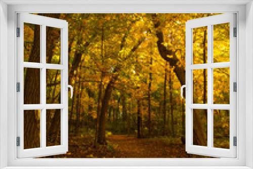 Fototapeta Naklejka Na Ścianę Okno 3D - Trail, Fall colors, Forest