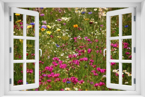 Fototapeta Naklejka Na Ścianę Okno 3D - insektenwiese  wildblumen  ungedüngt