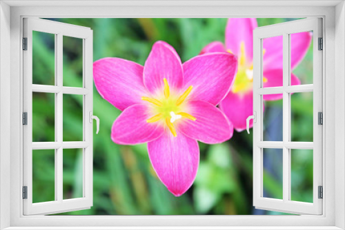 Fototapeta Naklejka Na Ścianę Okno 3D - Pink rain lily flower in garden top view background