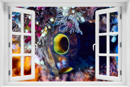 Fototapeta Naklejka Na Ścianę Okno 3D - Soft coral reef