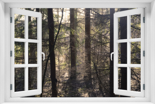 Fototapeta Naklejka Na Ścianę Okno 3D - Summer forest in Finland