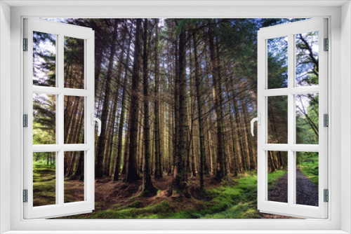 Fototapeta Naklejka Na Ścianę Okno 3D - The pine scottish forest