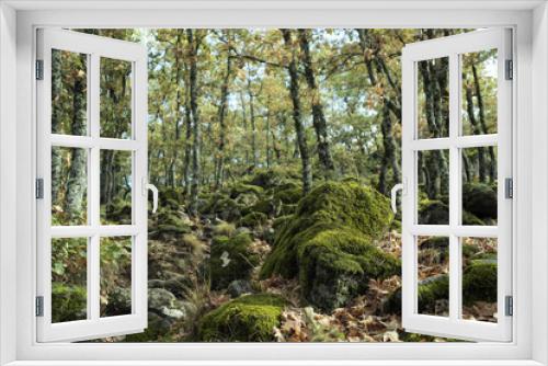 Fototapeta Naklejka Na Ścianę Okno 3D - Detail of leafy and green oak forest. Daytime scene of an autumn day.