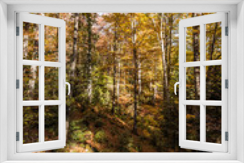 Fototapeta Naklejka Na Ścianę Okno 3D - Autumn light in forest