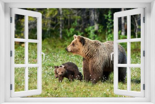 Fototapeta Naklejka Na Ścianę Okno 3D - Mother brown bear (Ursus arctos) and her cubs
