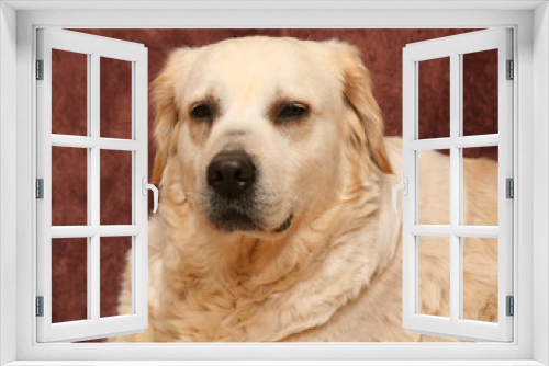Fototapeta Naklejka Na Ścianę Okno 3D - chienne golden retriever