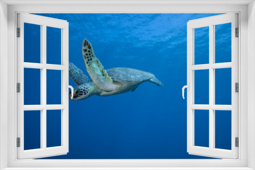 Fototapeta Naklejka Na Ścianę Okno 3D - Underwater Green Sea Turtle encounter in crystal clear tropical ocean