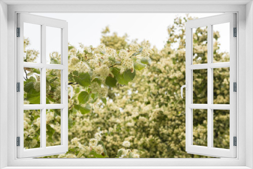 Fototapeta Naklejka Na Ścianę Okno 3D - Scented lime flowers.