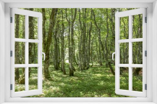 Fototapeta Naklejka Na Ścianę Okno 3D - old beech forest in the vosges region in france