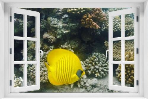 Fototapeta Naklejka Na Ścianę Okno 3D - Wonderful and beautiful underwater world with corals and tropical fish