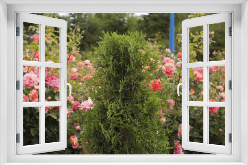 Fototapeta Naklejka Na Ścianę Okno 3D - Garden with roses