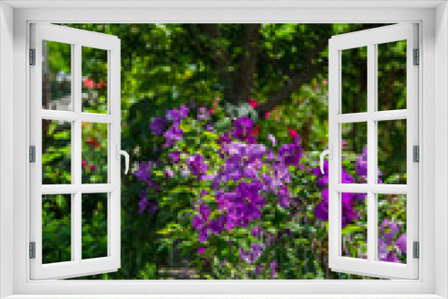 Fototapeta Naklejka Na Ścianę Okno 3D - Blooms clematis blue-purple flowers.