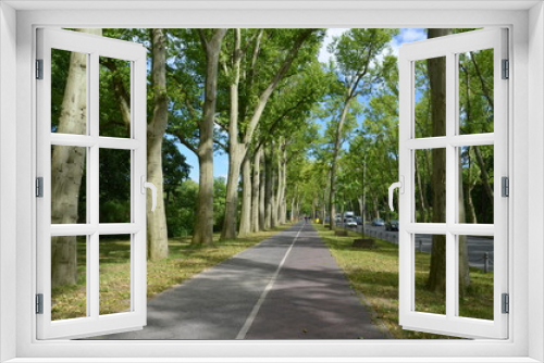 Fototapeta Naklejka Na Ścianę Okno 3D - road tree forest