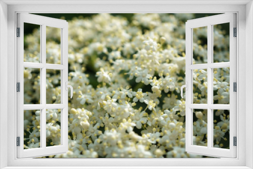 Fototapeta Naklejka Na Ścianę Okno 3D - black elder flowers