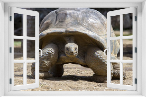 Fototapeta Naklejka Na Ścianę Okno 3D - Giant turtles, dipsochelys gigantea in island Mauritius , Close up