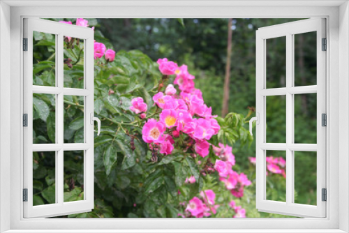 Fototapeta Naklejka Na Ścianę Okno 3D - Pink roses. Climber plant in bloom in the garden