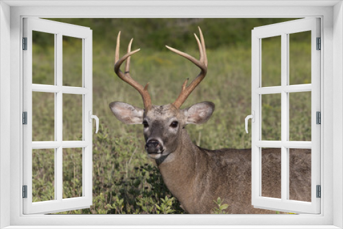 Fototapeta Naklejka Na Ścianę Okno 3D - Beautiful White-tail Deer Buck in Texas