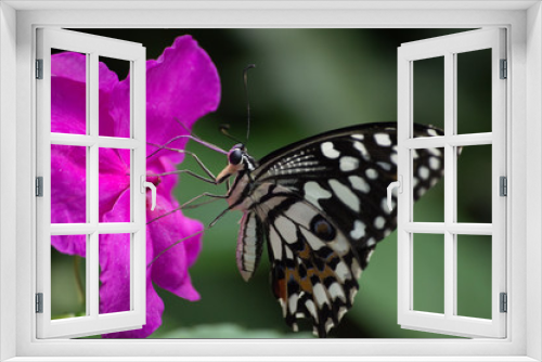 Fototapeta Naklejka Na Ścianę Okno 3D - papillon tropical
