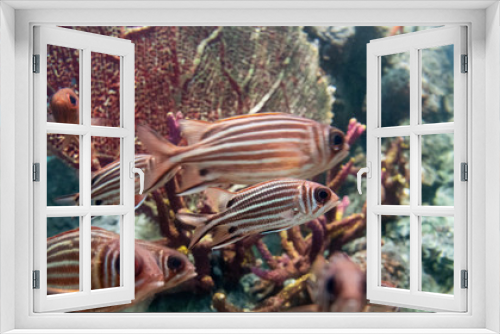 Fototapeta Naklejka Na Ścianę Okno 3D - Red fish and coral reef underwater life in the ocean.