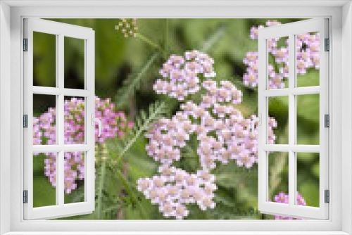 Fototapeta Naklejka Na Ścianę Okno 3D - Pink yarrow flower outdoors.
