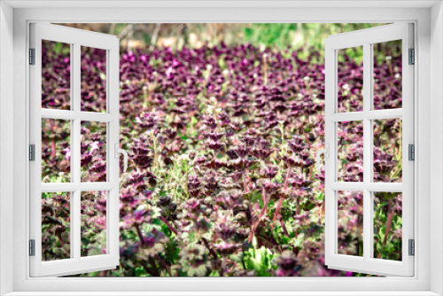 Fototapeta Naklejka Na Ścianę Okno 3D - purple field of flowers in spring