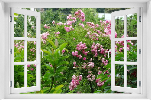 Fototapeta Naklejka Na Ścianę Okno 3D - Rose