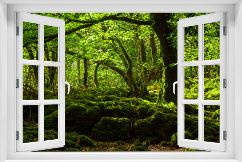 Fototapeta Naklejka Na Ścianę Okno 3D - Mossy grounds and wonderful wild nature at Killarney National Park