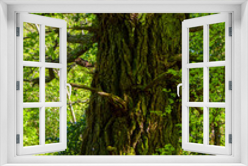 Fototapeta Naklejka Na Ścianę Okno 3D - Beautiful ancient trees at Killarney National Park - wild nature