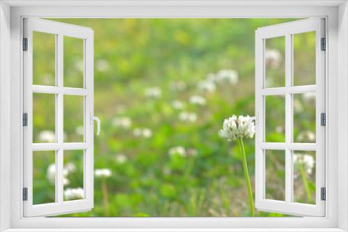 Fototapeta Naklejka Na Ścianę Okno 3D - クローバーの花


