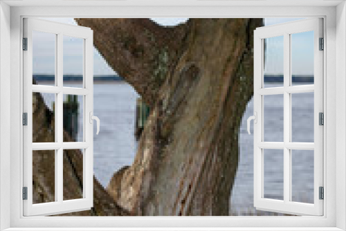Fototapeta Naklejka Na Ścianę Okno 3D - Old Tree By Sea