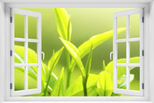 Fototapeta Naklejka Na Ścianę Okno 3D - Tea Leaf