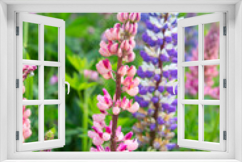 Fototapeta Naklejka Na Ścianę Okno 3D - Lupine