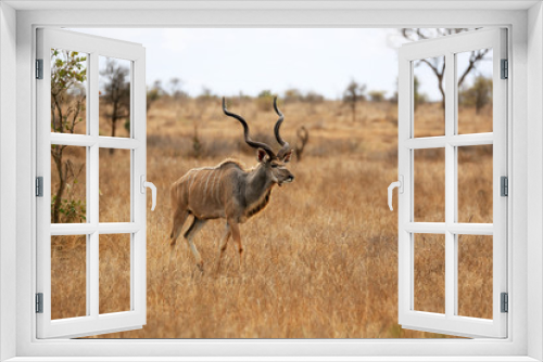 Fototapeta Naklejka Na Ścianę Okno 3D - Kudu