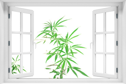 Fototapeta Naklejka Na Ścianę Okno 3D - Marijuana isolated from white background.