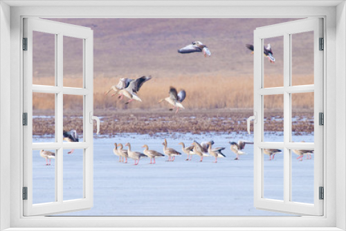 Fototapeta Naklejka Na Ścianę Okno 3D - Greylag Geese in winter