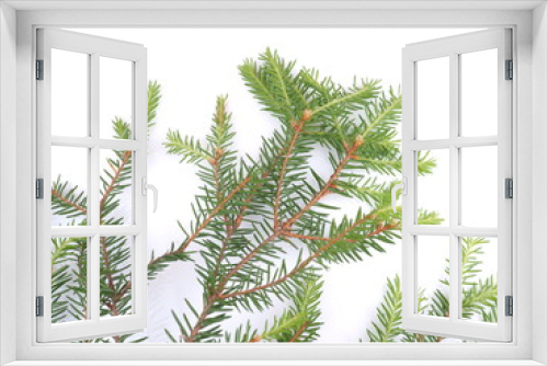 Fototapeta Naklejka Na Ścianę Okno 3D - branch of spruce on a white background