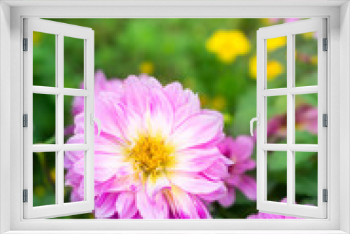 Fototapeta Naklejka Na Ścianę Okno 3D - Pink chrysanthemum flower in garden.