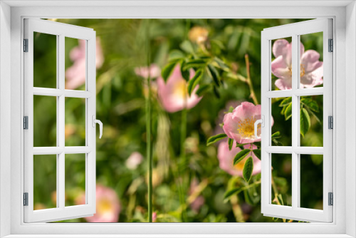 Fototapeta Naklejka Na Ścianę Okno 3D - A flowering pink dog rose on sunshine